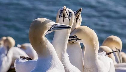 爱游戏体育-利雅得新月主帅称赞球队执行力，利雅得新月阵容豪华