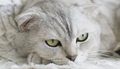 爱游戏体育-利雅得新月主帅称赞球队执行力，利雅得新月阵容豪华